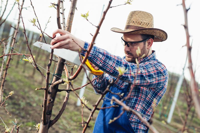 Beech Tree Pruning in San Jose, CA