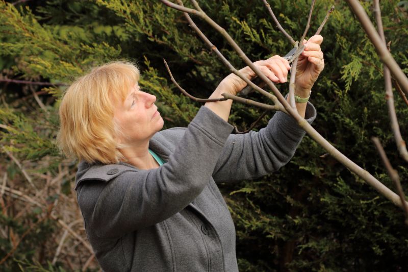 Birch Tree Pruning in Allentown, PA