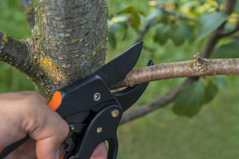 Birch Tree Removal in Allentown, PA