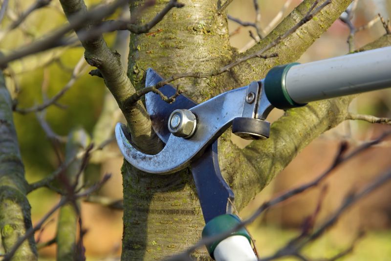 Canopy Pruning in San Jose, CA