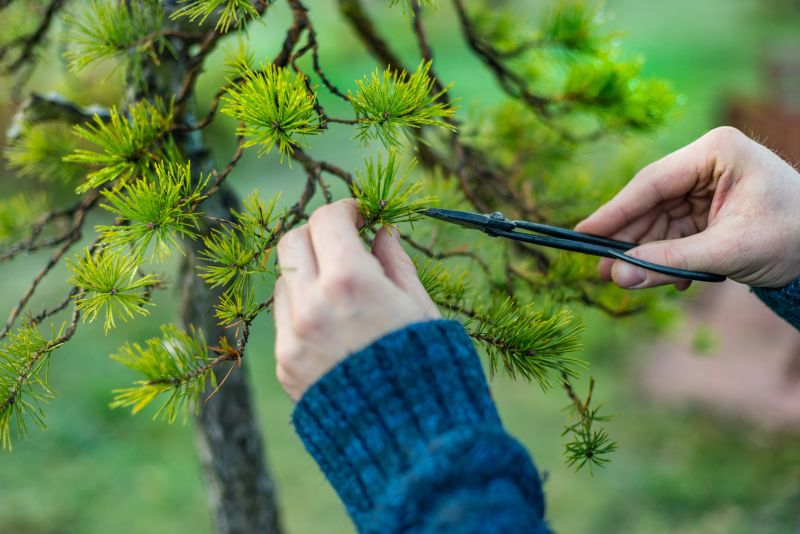 Cedar Tree Pruning in Pottstown, PA