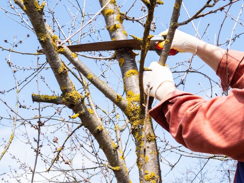Deadwood Removal in Pottstown, PA