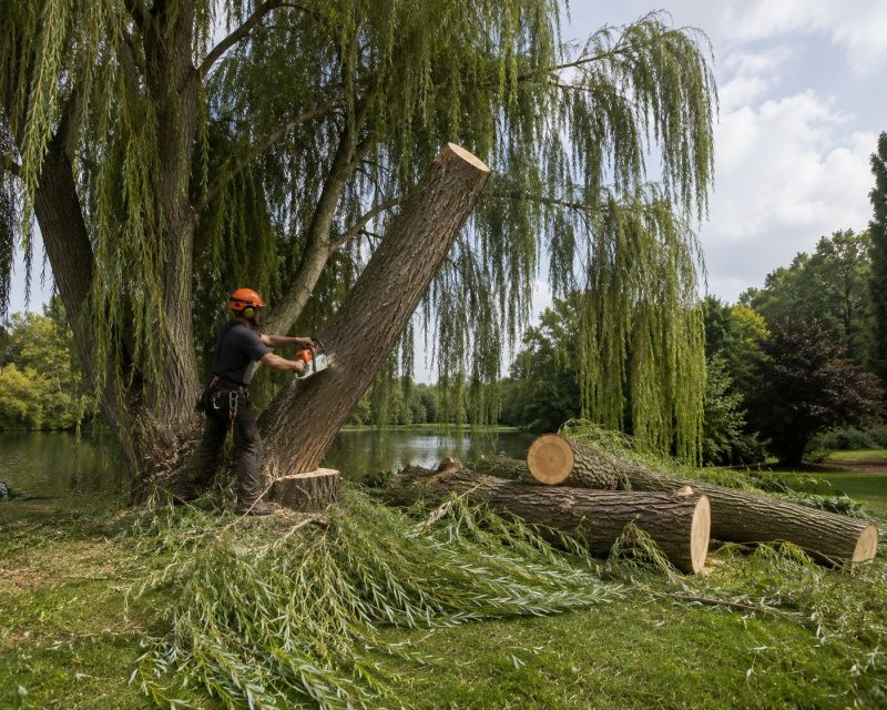Dogwood Tree Removal in Pottstown, PA