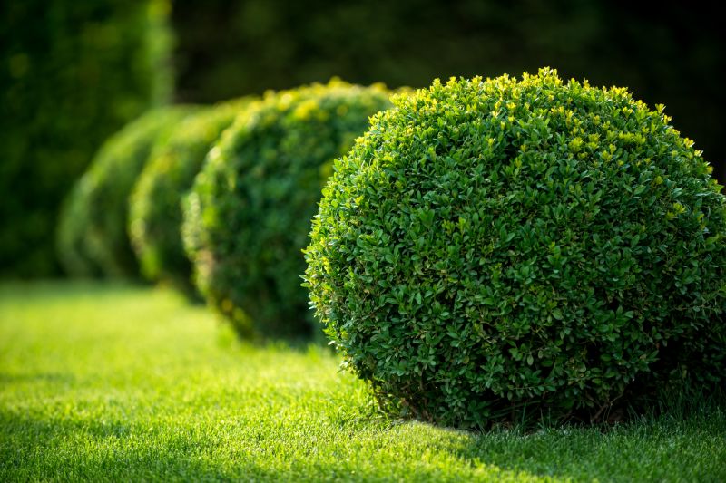 Shrub Maintenance detail