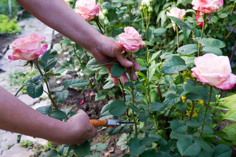 Hydrangea Pruning in Ventura County, CA