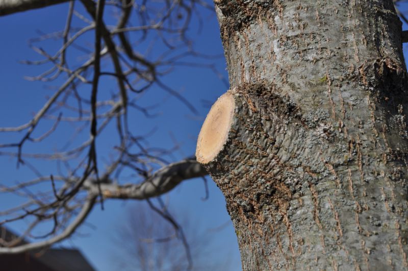 Oak Tree Pruning in Reno, NV