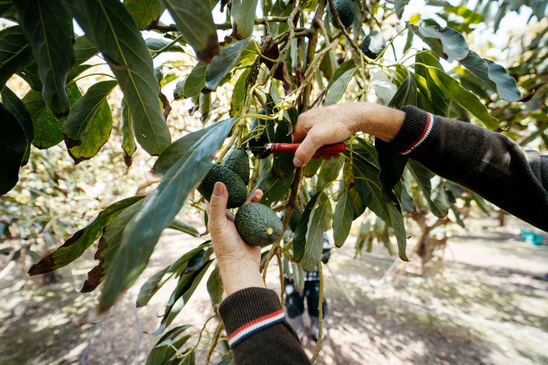 Orchard Tree Pruning in Doylestown, PA