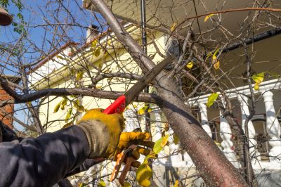 Palm Tree Trimming in Pottstown, PA