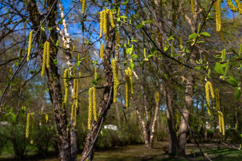River Birch Trimming in San Jose, CA