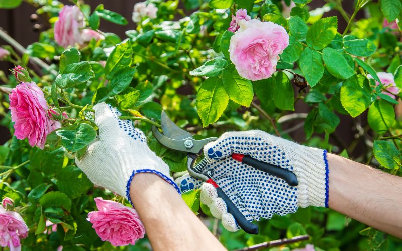 Rose Bush Pruning in Ventura County, CA