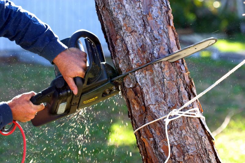 Spruce Tree Removal in Doylestown, PA