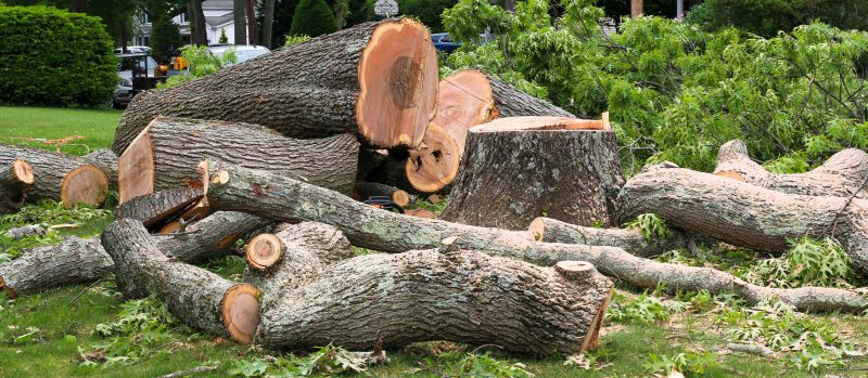 Spruce Tree Removal in Allentown, PA