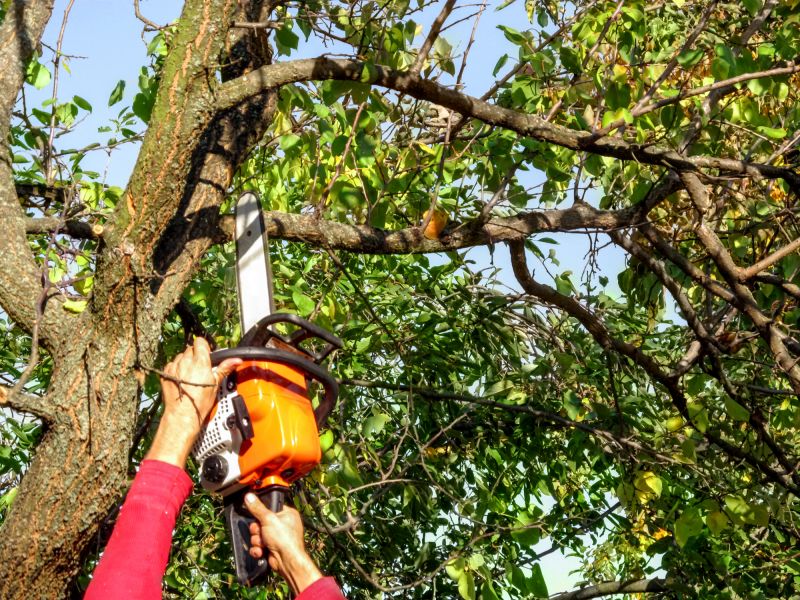 Tree Branch Cutting in Pottstown, PA