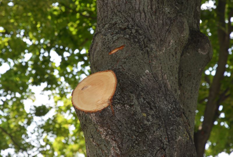 Tree Branch Cutting in Doylestown, PA