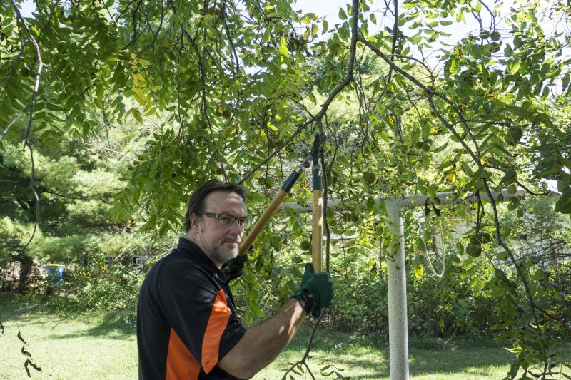 Tree Lopping Service in Doylestown, PA
